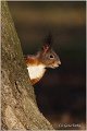 217_red_squirrel