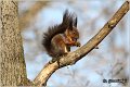 220_red_squirrel