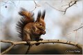221_red_squirrel