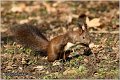 223_red_squirrel