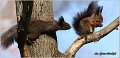 226_red_squirrel