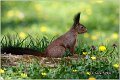 227_red_squirrel