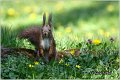 229_red_squirrel
