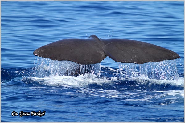 02_sperm_whale.jpg - Sperm whale, Physeter macrocephalus, Uljeura, Mesto - Location: Ponta Delgada, Sao Miguel, Azores
