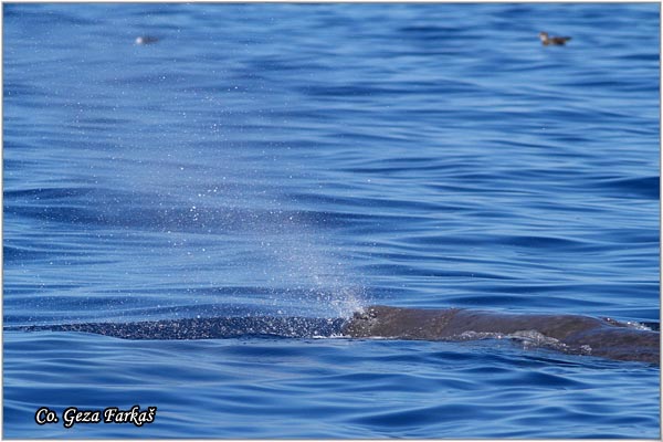 05_sperm_whale.jpg - Sperm whale, Physeter macrocephalus, Uljeura, Mesto - Location: Ponta Delgada, Sao Miguel, Azores