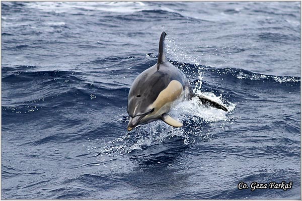 10_common_doplhin.jpg - Common doplhin, Delphinus delphis, Mesto - Location: Ponta Delgada, Sao Miguel, Azores