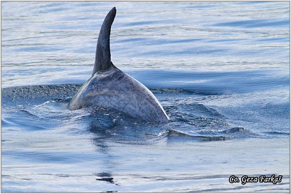 11_risso_dolphin.jpg - Risso's dolphins, Grampus griseus, Mesto - Location: Ponta Delgada, Sao Miguel, Azores