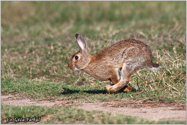 02_rabbit.jpg - Rabbit , Oryctolagus cuniculus, Kunic Location: Skhiatos, Greece
