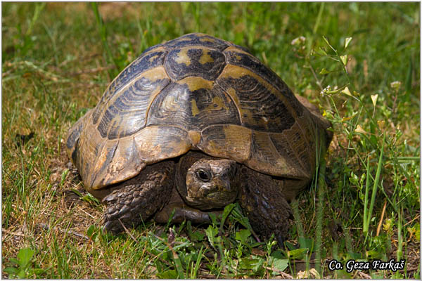 06_hermanns_tortoise.jpg - Hermann's tortoise, Testudo hermanni, umska kornjaca, Mesto - Location: Gornji Milanovac, Serbia
