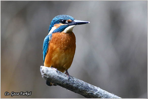 22_kingfisher.jpg - Kingfisher, Alcedo atthis, Vodomar, Mesto - Location: Koviljski rit, Serbia