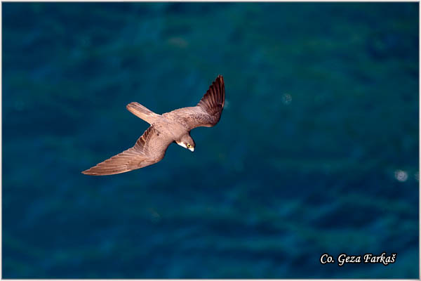 29_eleonoras_falcon.jpg - Eleonora's Falcon, Falco elenorae, Location: Skhiatos, Greece