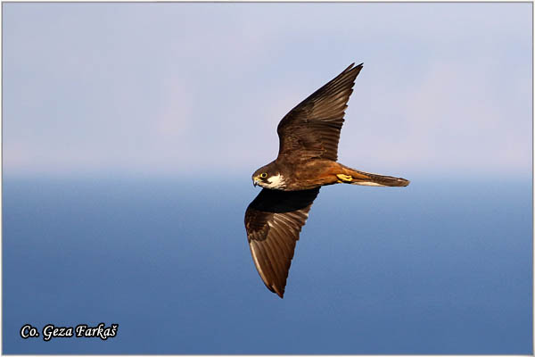 33_eleonoras_falcon.jpg - Eleonora's Falcon, Falco elenorae, Location: Skhiatos, Greece