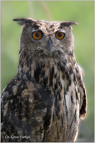 35_eurasian_eagle-owl.jpg - Eurasian eagle-owl, Bubo bubo, Buljina, Location: Deliblatska peèara, Serbia