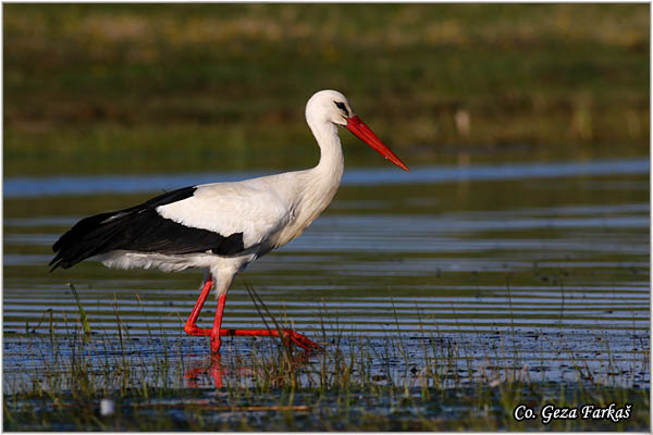 46_white_stork.jpg - White Stork, Ciconia ciconia, Roda, Mesto - Location: Kovilj, Serbia