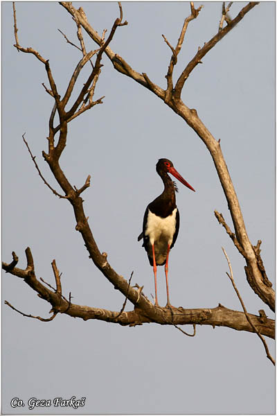 48_black_stork.jpg - Black Stork, Ciconia nigra, Crna roda, Location: Koviljski rit, Serbia