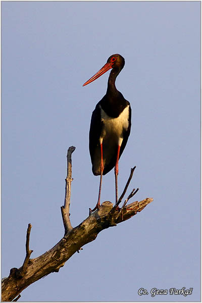 49_black_stork.jpg - Black Stork, Ciconia nigra, Crna roda, Location: Koviljski rit, Serbia