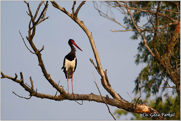 50_black_stork.jpg - Black Stork, Ciconia nigra, Crna roda, Location: Koviljski rit, Serbia