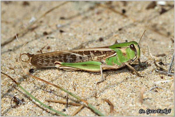 72_migratory_locust.jpg - Migratory locust, locusta migratoria Location - mesto: Skhiatos, Greece