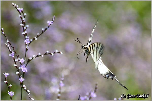 88_scarce_swallowtail.jpg - Scarce Swallowtail, Iphiclides podalirius, Jedrilac, Mesto - Location: Skhiatos, Greece