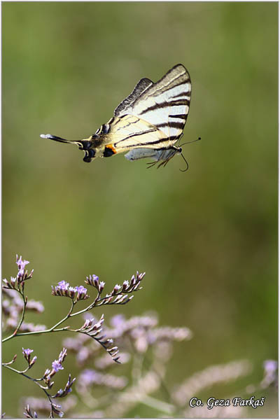 89_scarce_swallowtail.jpg - Scarce Swallowtail, Iphiclides podalirius, Jedrilac, Mesto - Location: Skhiatos, Greece