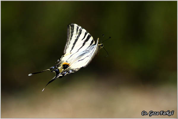 90_scarce_swallowtail.jpg - Scarce Swallowtail, Iphiclides podalirius, Jedrilac, Mesto - Location: Skhiatos, Greece