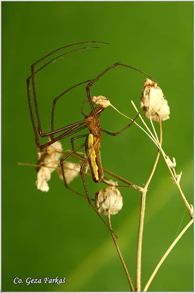 97_long-jawed_spider.jpg - Long-jawed spider, Tetragnatha extensa, Mesto - Location Gornje podunavlje