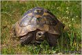 06_hermanns_tortoise