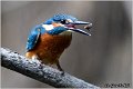 23_kingfisher