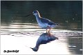 38_spotted_redshank