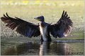 60_cormorant