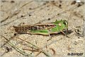 72_migratory_locust