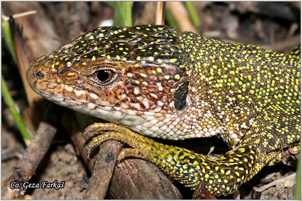 01_european_green_lizard.jpg - European Green Lizard, Lacerta viridis, Zelembac, Mesto - Location: Fruka Gora, Serbia