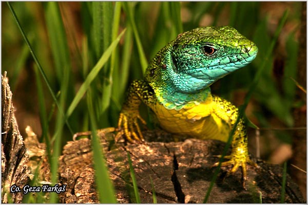 02_european_green_lizard.jpg - European Green Lizard, Lacerta viridis, ZelembaÄ, Mesto - Location: FruÅ¡ka Gora, Serbia