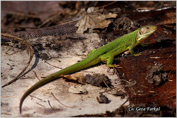 03_european_green_lizard.jpg - European Green Lizard, Lacerta viridis, Zelembac, Mesto - Location: Fruka Gora, Serbia