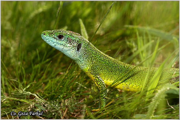 04_european_green_lizard.jpg - European Green Lizard, Lacerta viridis, ZelembaÄ, Mesto - Location: Deliblatska peÅ¡Äara, Serbia