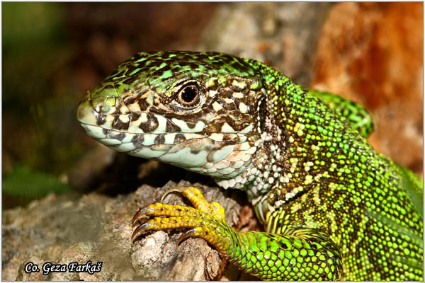05_european_green_lizard.jpg - European Green Lizard, Lacerta viridis, ZelembaÄ, Mesto - Location: Deliblatska peÅ¡Äara, Serbia