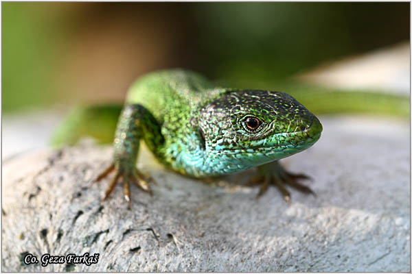 07_european_green_lizard.jpg - European Green Lizard, Lacerta viridis, ZelembaÄ, Mesto - Location: Deliblatska peÅ¡Äara, Serbia