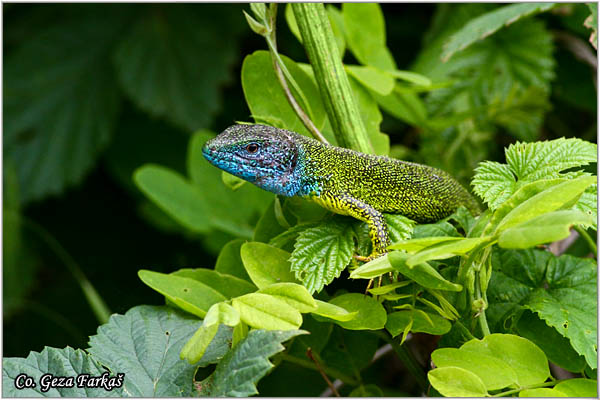 08_european_green_lizard.jpg - European Green Lizard, Lacerta viridis, Zelembaæ, Mesto - Location: Deliblatska peèara, Serbia