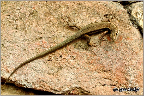 23_wall_lizard.jpg - Wall Lizard, Lacerta muralis