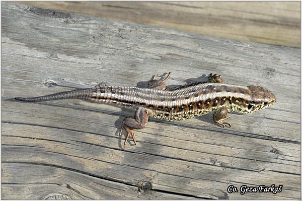 32_sand_lizard.jpg - Sand Lizard,  Lacerta agilis, Livadski guter, Location - Mesto: Novi Sad, Serbia