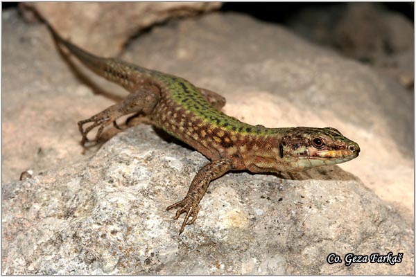 45_maltese_wall_lizard.jpg - Maltese wall lizard, Podarcis flifolensis maltensis