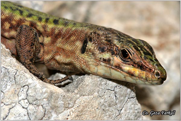 46_maltese_wall_lizard.jpg - Maltese wall lizard, Podarcis flifolensis maltensis