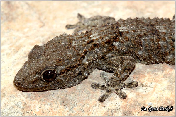 60_moorish_gecko.jpg - Moorish Gecko, Terentola mauritanica