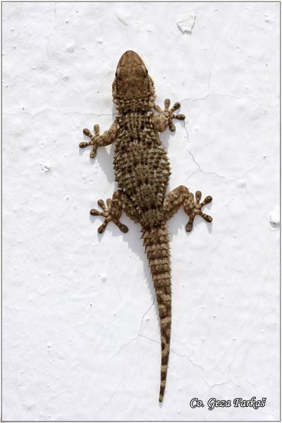 61_moorish_gecko.jpg - Moorish Gecko, Terentola mauritanica