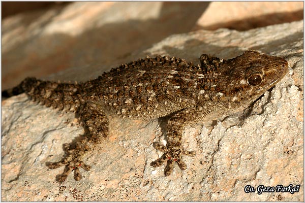 62_moorish_gecko.jpg - Moorish Gecko, Terentola mauritanica
