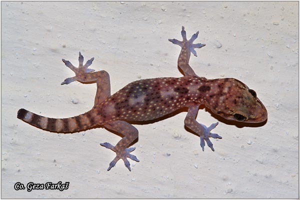 65_mediterranean_house_gecko.jpg - Mediterranean House Gecko, Hemidactylus turcicus, Gekon,  Location - Mesto: Skhiatos Greece