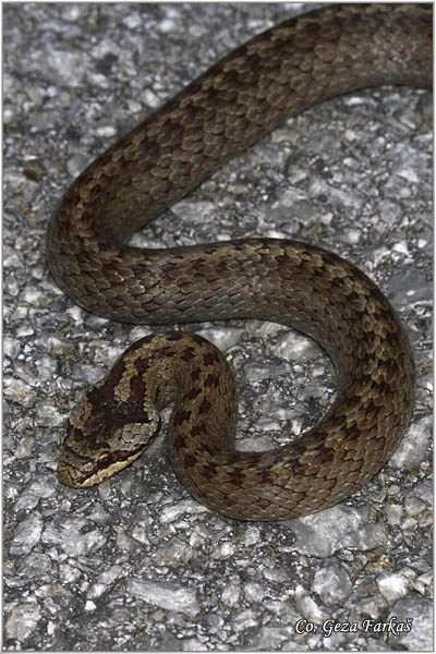 77_smooth_snake.jpg - Smooth snake, Coronella austriaca , Smukulja: Mokra gora, Serbia