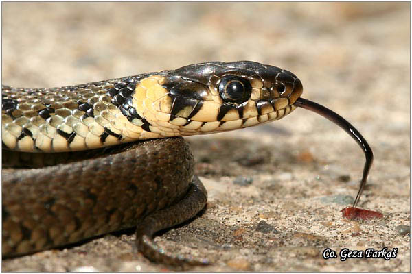 86_grass_snake.jpg - Grass Snake,  Natrix natrix, BelouÅ¡ka, Mesto - Location: Novi Sad, Serbia