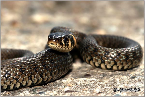 88_grass_snake.jpg - Grass Snake,  Natrix natrix