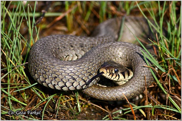 89_grass_snake.jpg - Dice Snake,  Natrix tessellata, Ribarica, Mesto - Location Novi Sad, Serbia